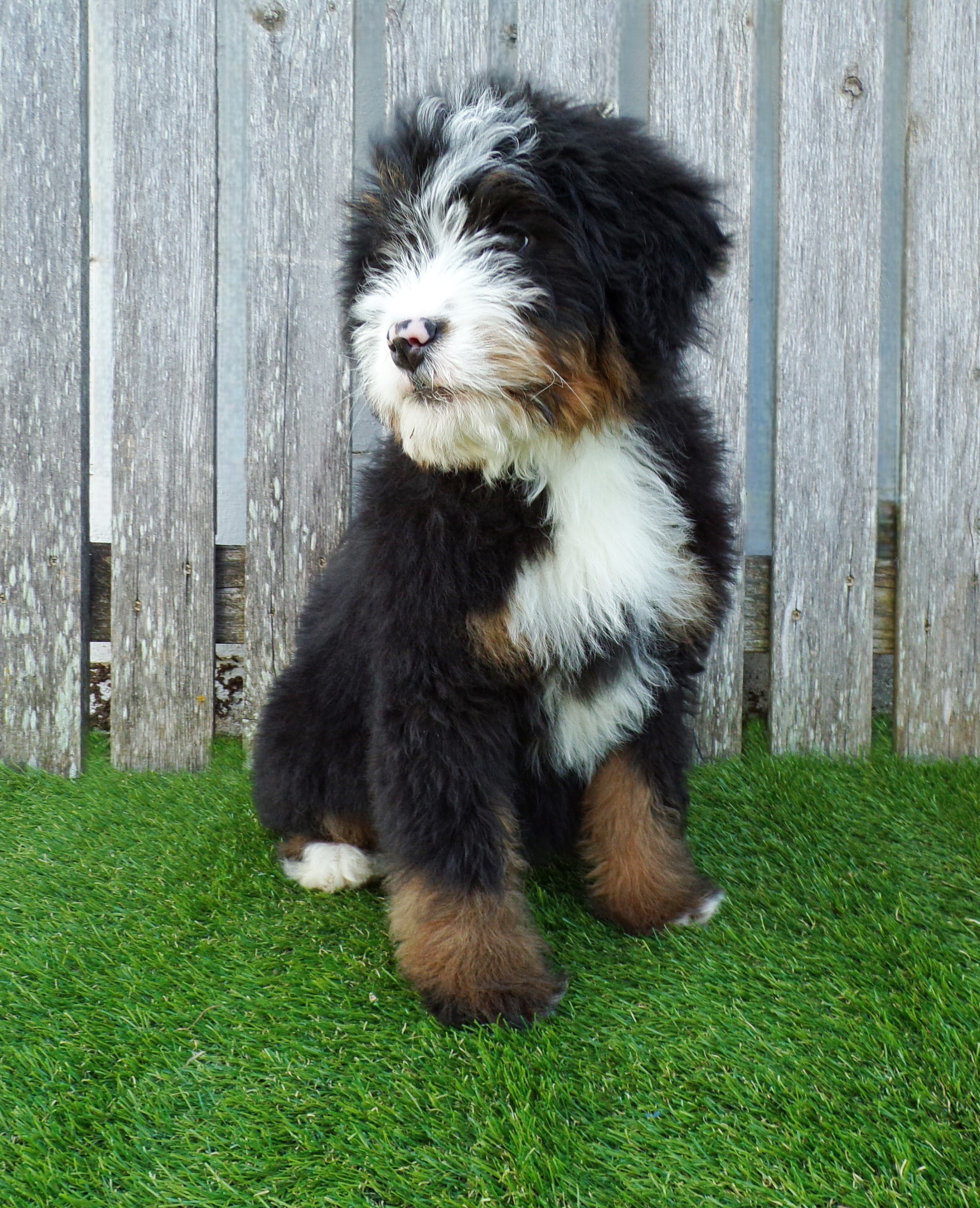 puppy, for, sale, Bernedoodle, Aaron S. King, Jr, dog, breeder, Honey Brook, PA, dog-breeder, puppy-for-sale, forsale, nearby, find, puppyfind, locator, puppylocator, aca