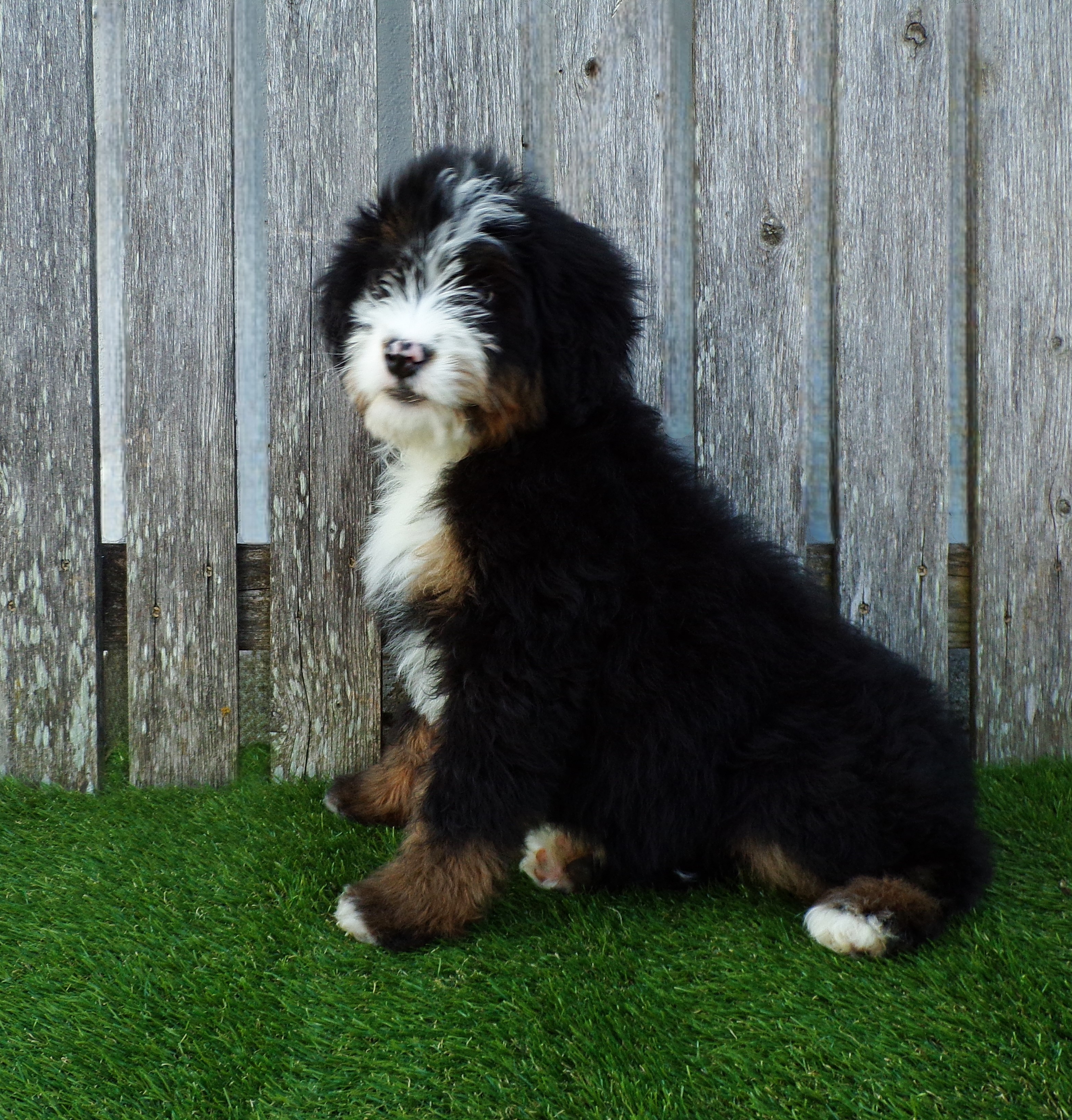puppy, for, sale, Bernedoodle, Aaron S. King, Jr, dog, breeder, Honey Brook, PA, dog-breeder, puppy-for-sale, forsale, nearby, find, puppyfind, locator, puppylocator, aca