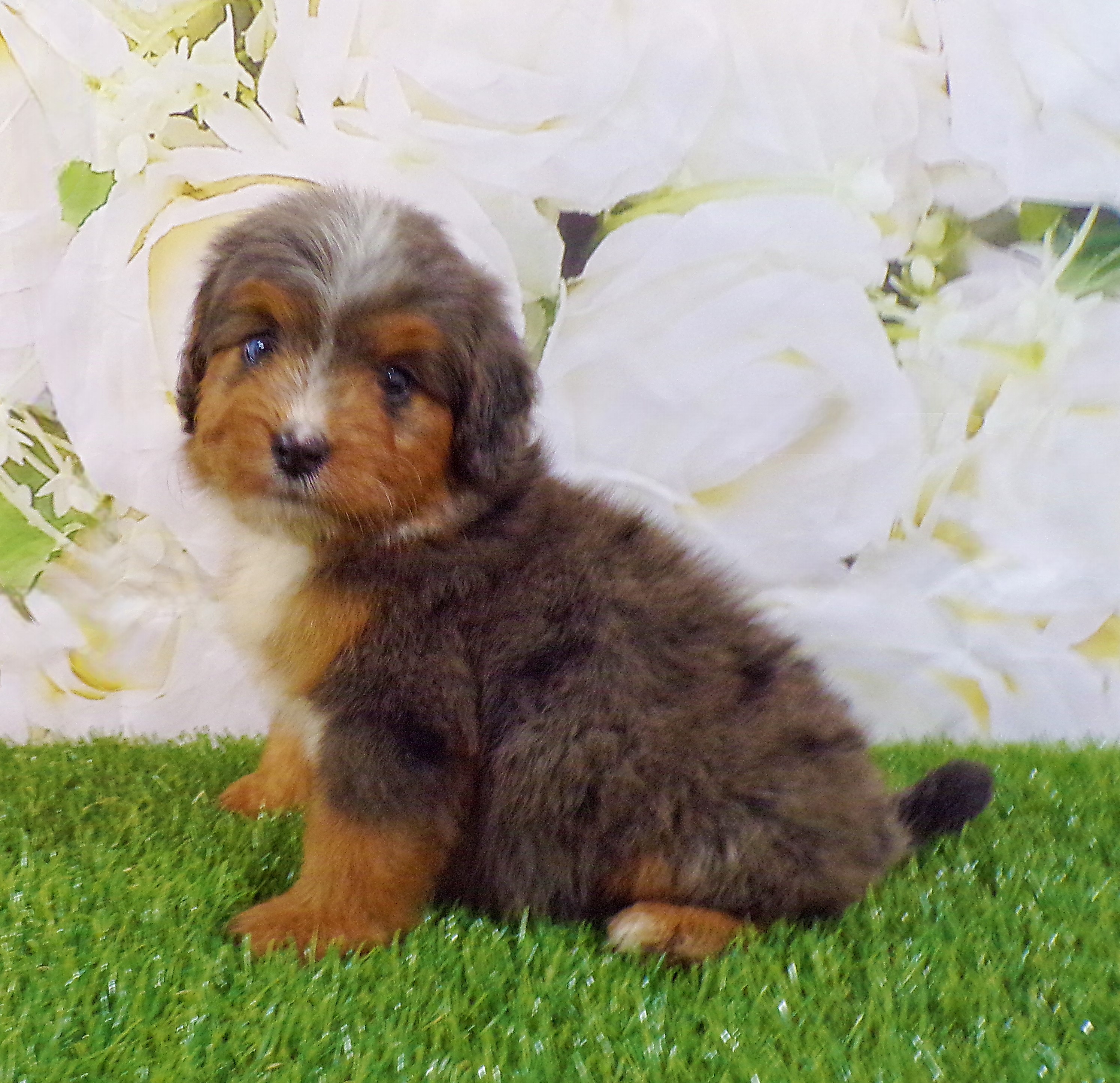 puppy, for, sale, Mini Bernedoodle, Aaron S. King, Jr, dog, breeder, Honey Brook, PA, dog-breeder, puppy-for-sale, forsale, nearby, find, puppyfind, locator, puppylocator, aca