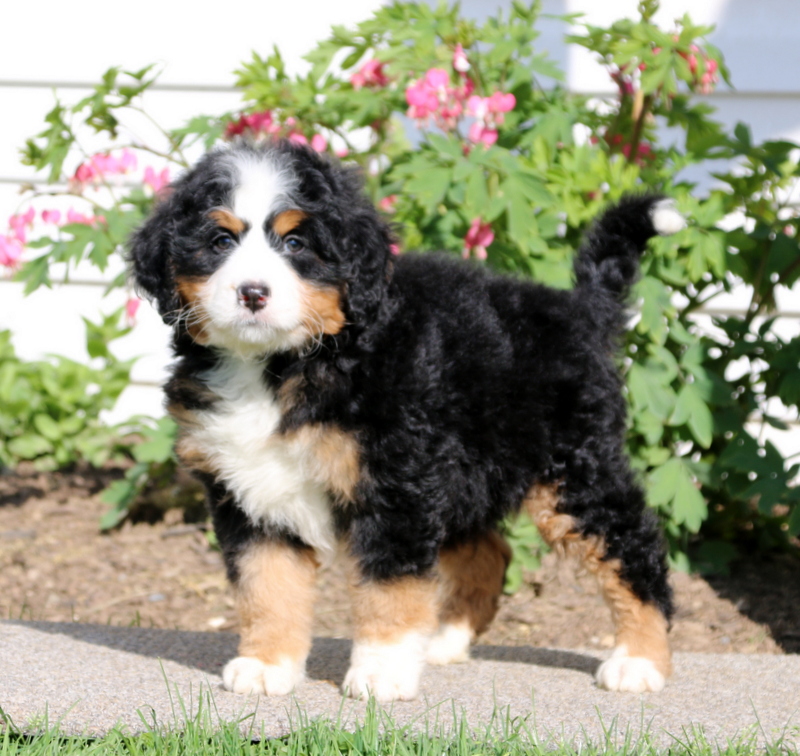 puppy, for, sale, Mini Bernedoodle, Aaron S. King, Jr, dog, breeder, Honey Brook, PA, dog-breeder, puppy-for-sale, forsale, nearby, find, puppyfind, locator, puppylocator, aca